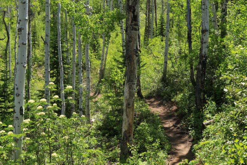 След Thunderhead, Steamboat Springs, Колорадо стоковая фотография rf След Thunderhead, Steamboat Springs, Колорадо стоковая фотография rf