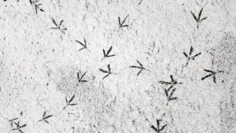 След птицы на чистом белом снеге След ворон в снеге стоковое изображение rf След птицы на чистом белом снеге След ворон в снеге стоковое изображение rf