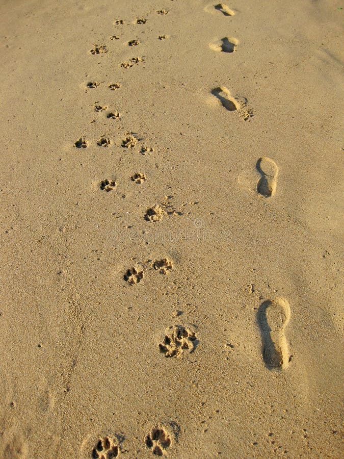 Footprints in sand on beach. Footprints in sand on beach