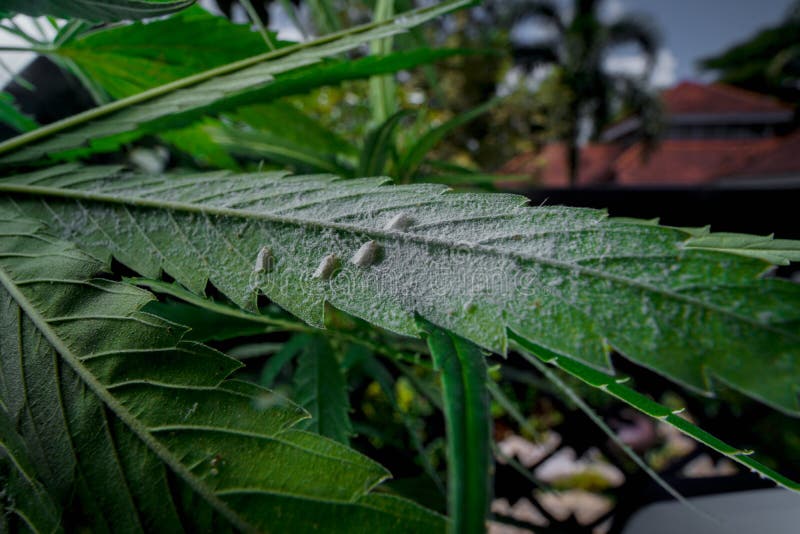 Пестициды для конопли за марихуану дадут ли срок