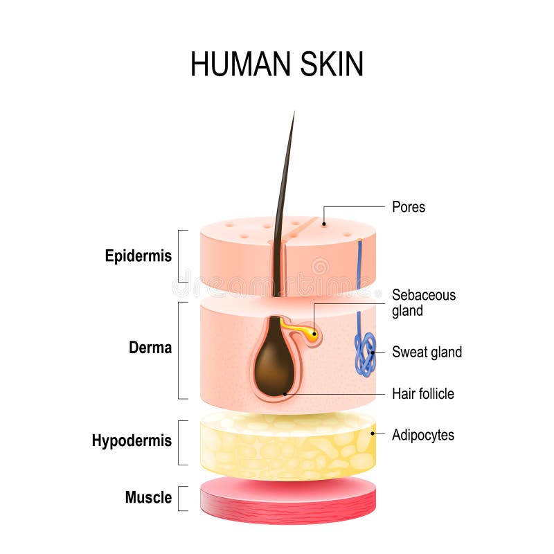 Layers Of Human Skin with hair follicle, sweat and sebaceous glands. Epidermis, dermis, hypodermis and muscle tissue. Vector illustration for your design and medical use. Layers Of Human Skin with hair follicle, sweat and sebaceous glands. Epidermis, dermis, hypodermis and muscle tissue. Vector illustration for your design and medical use