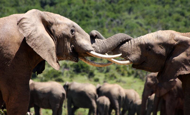 2 young bull elephants battle on the grass plains at Addo elephant par,south africa. 2 young bull elephants battle on the grass plains at Addo elephant par,south africa