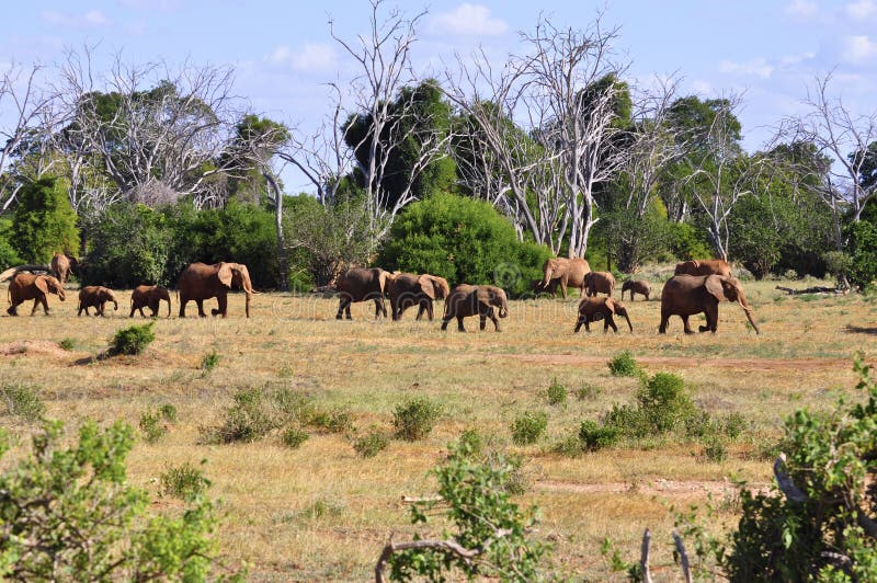 A coulple of elephants in Tsavo East Africa. A coulple of elephants in Tsavo East Africa