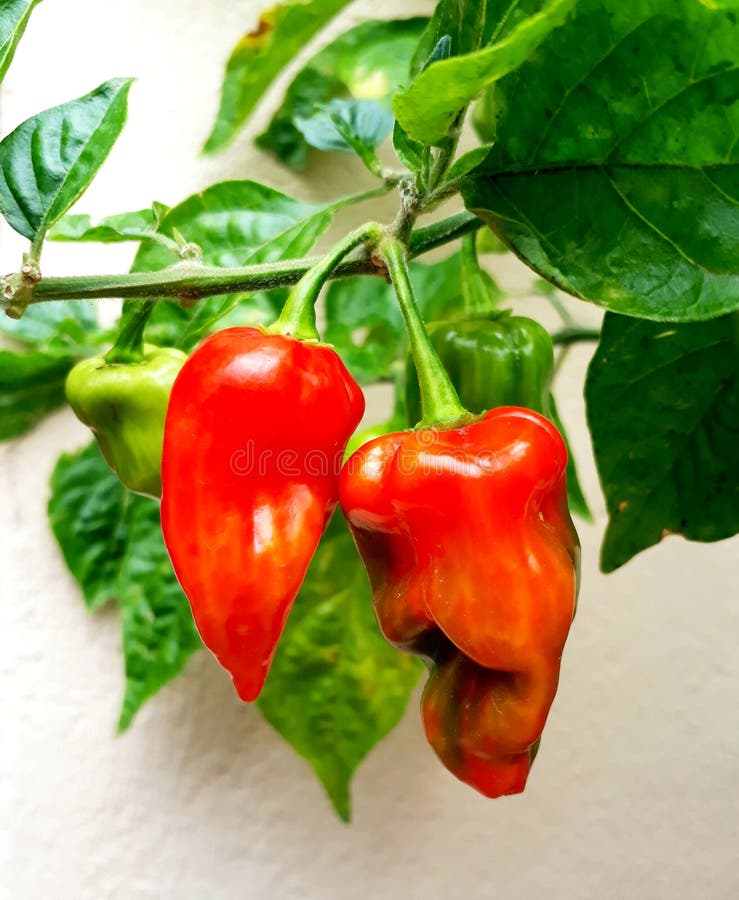 Смертная казнь через повешение перцев chili призрака зрелая стоковая фотография Смертная казнь через повешение перцев chili призрака зрелая стоковая фотография