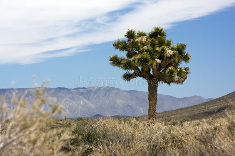 A Yucca on the desert in the neighbourhood of Death Valley. A Yucca on the desert in the neighbourhood of Death Valley.