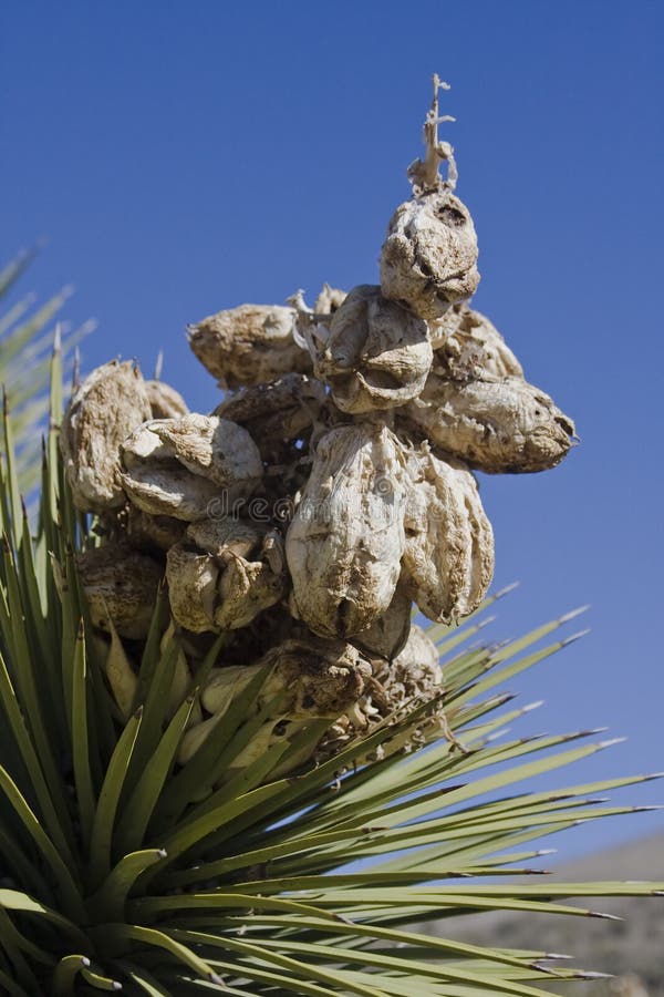 Flowers of a Yucca on the desert in the neighbourhood of Death Valley. A Yucca is also called a Joshua tree. Flowers of a Yucca on the desert in the neighbourhood of Death Valley. A Yucca is also called a Joshua tree.