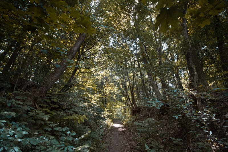 Смешанный coniferous лес на солнечном полдне лета, зоне умеренного климата, Европе; фото предпосылки панорамы природы стоковое фото Смешанный coniferous лес на солнечном полдне лета, зоне умеренного климата, Европе; фото предпосылки панорамы природы стоковое фото