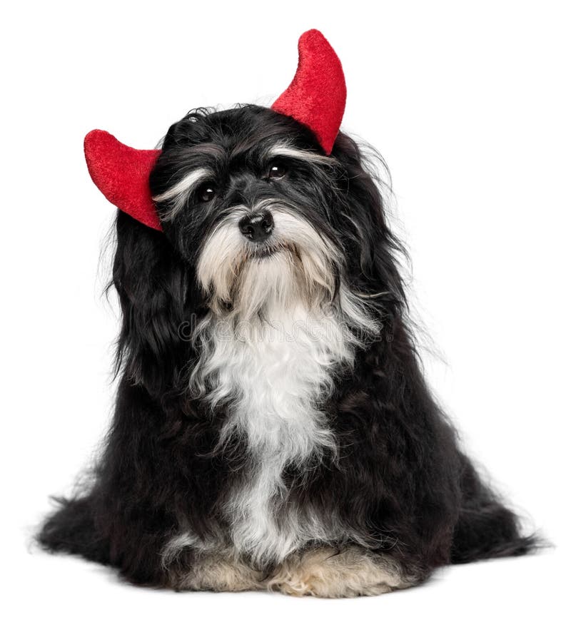 Смешная собака Havanese как меньший дьявол рождества с рожочками стоковое фото