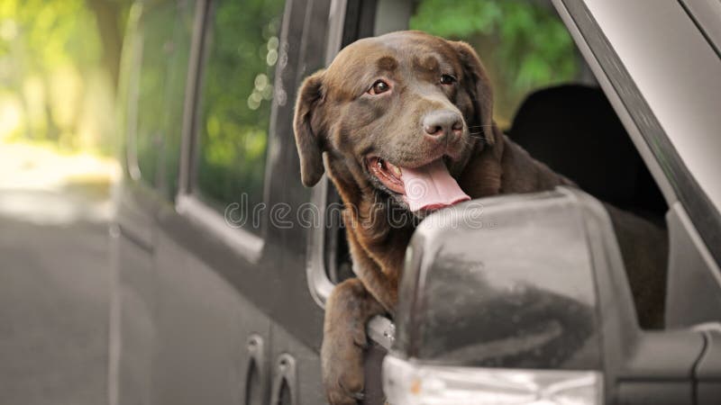 Смешная собака Retriever шоколада полагаясь из окна автомобиля стоковые изображения rf Смешная собака Retriever шоколада полагаясь из окна автомобиля стоковые изображения rf