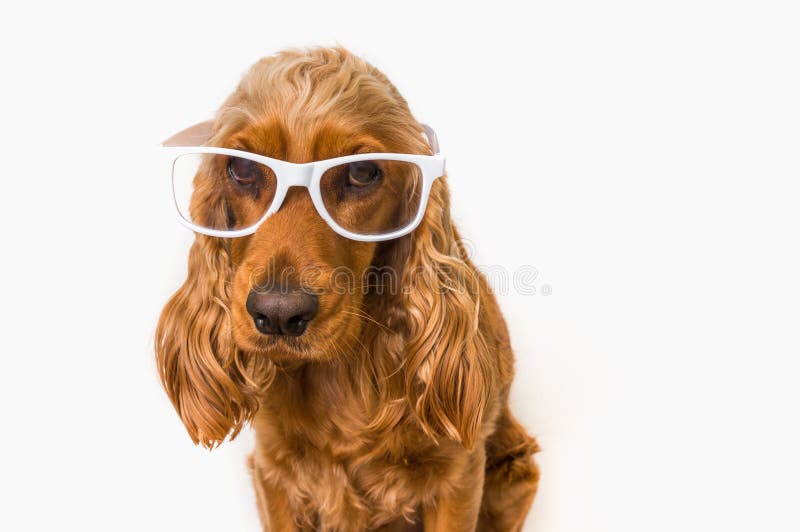Смешная собака Spaniel кокерспаниеля при eyeglasses изолированные на белизне стоковое фото Смешная собака Spaniel кокерспаниеля при eyeglasses изолированные на белизне стоковое фото