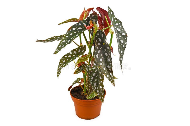 смешное домашнее растение begonia maculata с белыми точками в цветочном горшке на белом фоне