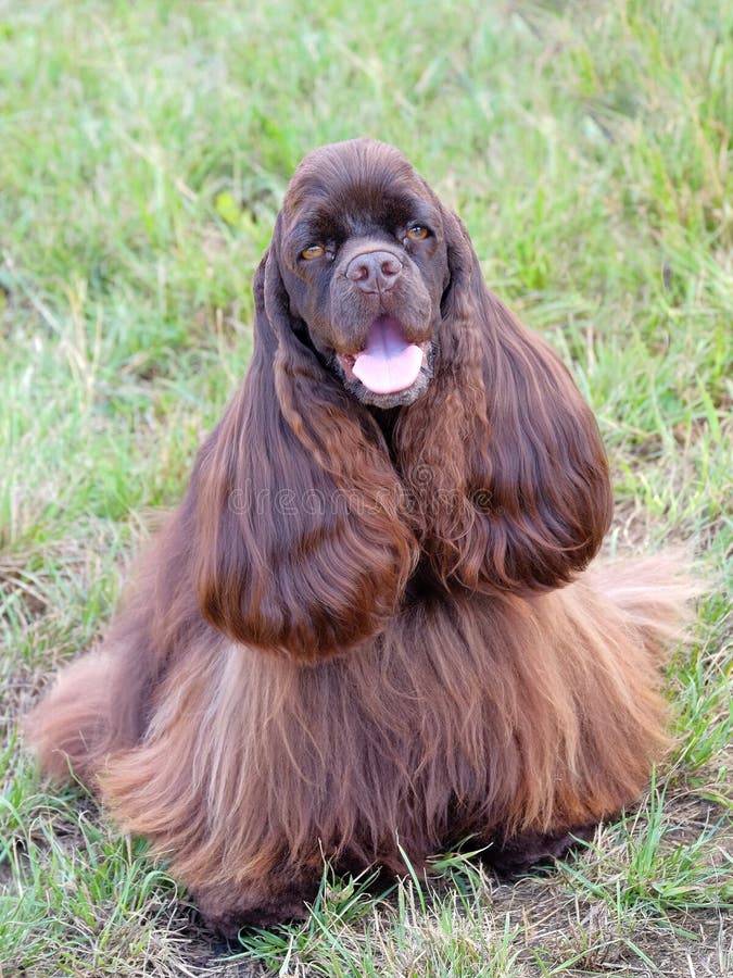 Смешной Spaniel американского кокерспаниеля стоковое фото rf Смешной Spaniel американского кокерспаниеля стоковое фото rf