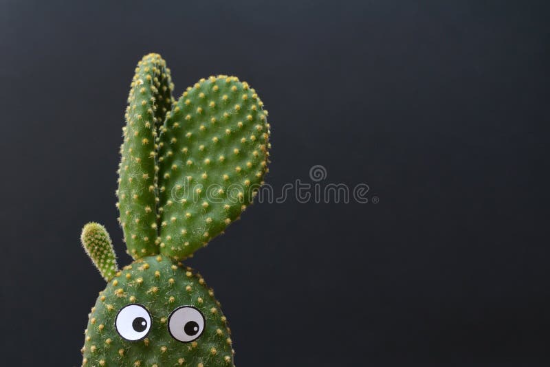 Смешной в горшке кактус ушей зайчика microdasys Opuntia с googly глазами перед темной предпосылкой стоковая фотография rf Смешной в горшке кактус ушей зайчика microdasys Opuntia с googly глазами перед темной предпосылкой стоковая фотография rf