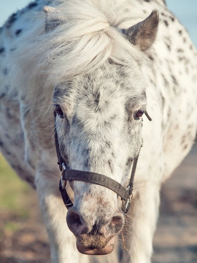 Смешной портрет идущего пони appaloosa Вид спереди стоковые изображения rf