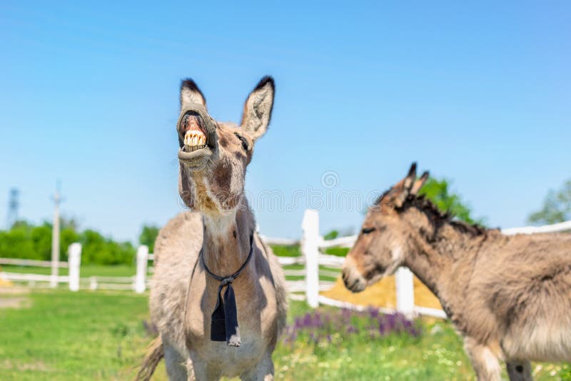 Funny laughing donkey. Portrait of cute livestock animal showing teeth in smile. Couple of grey donkeys on pasture at farm. Humor and positive emotions concept. Funny laughing donkey. Portrait of cute livestock animal showing teeth in smile. Couple of grey donkeys on pasture at farm. Humor and positive emotions concept.