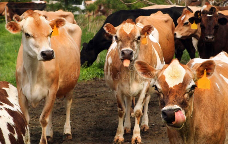 Two Jersey cows in a herd seem to make faces as they approach the camera. Two Jersey cows in a herd seem to make faces as they approach the camera