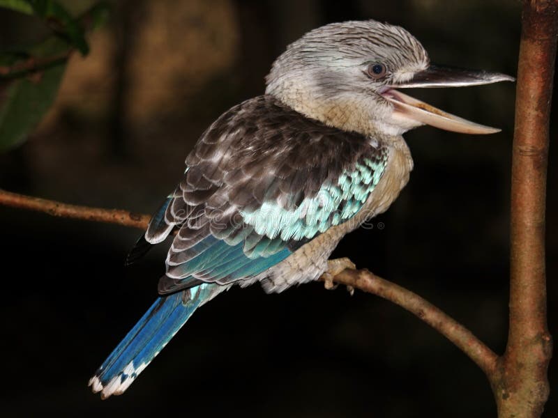 A Kookaburra in Australia perches on a branch and makes its classical laughing sound. A Kookaburra in Australia perches on a branch and makes its classical laughing sound.