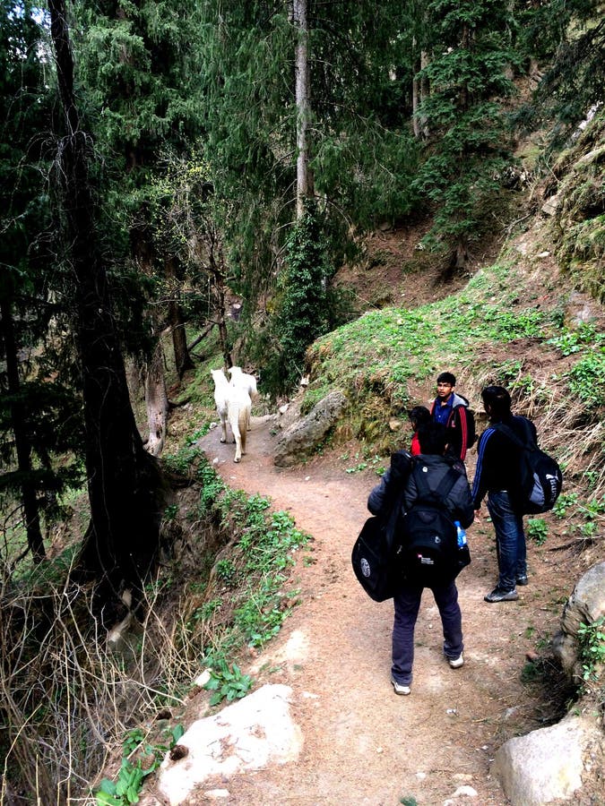 Снег в Tosh, Himachal Pradesh стоковое фото Снег в Tosh, Himachal Pradesh стоковое фото