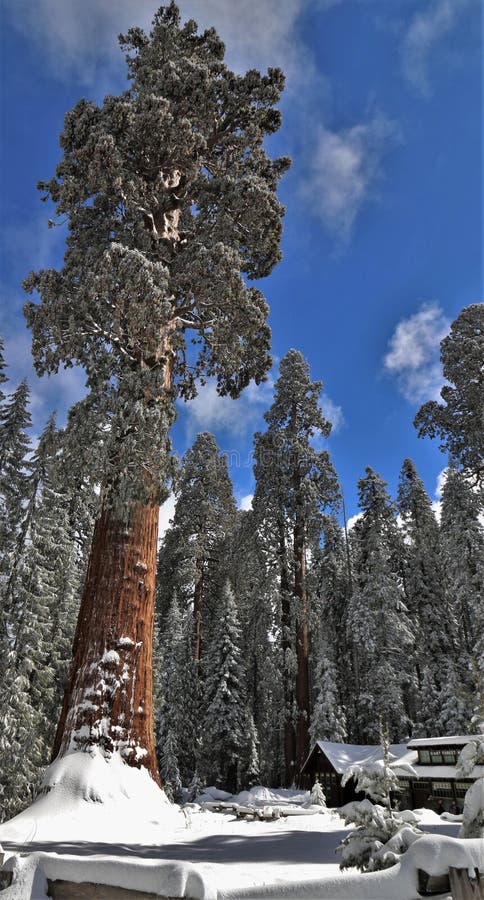 Снег покрыл большое дерево redwood секвойи перед ложей посетителя в национальном парке Калифорнии секвойи стоковые фото Снег покрыл большое дерево redwood секвойи перед ложей посетителя в национальном парке Калифорнии секвойи стоковые фото