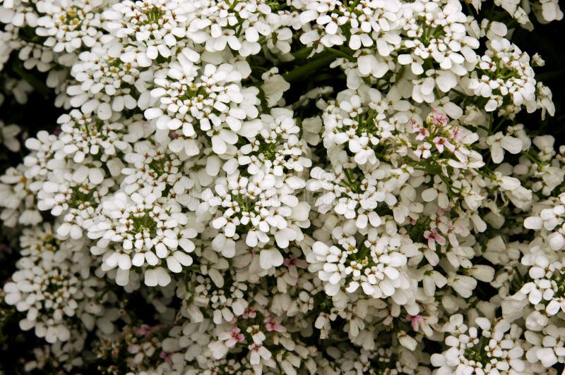 Clusters of overlapping white perennial Candytuft or Iberis flowers in bloom. Clusters of overlapping white perennial Candytuft or Iberis flowers in bloom.