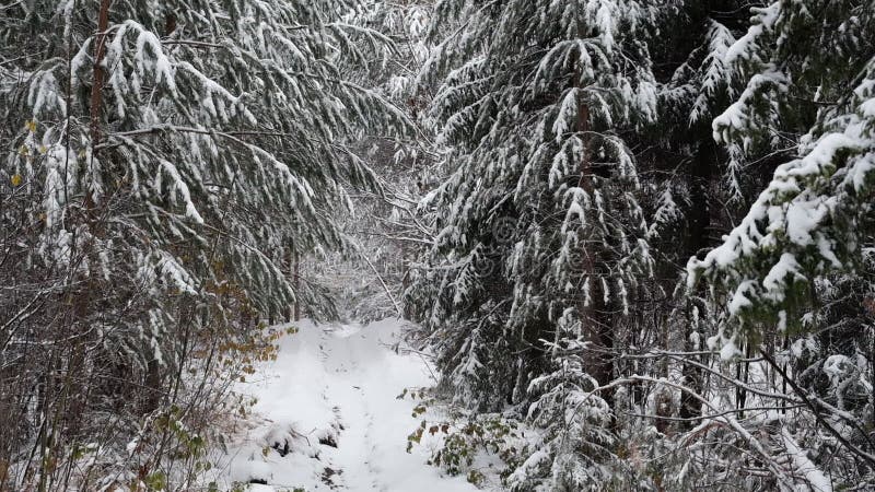 снежный осенний лес в нижегородской области