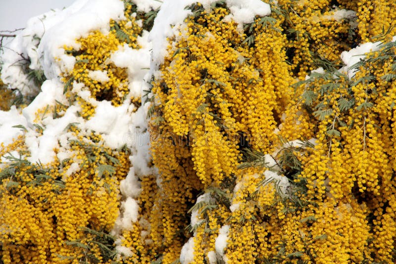 снежок mimosa стоковое изображение rf снежок mimosa стоковое изображение rf