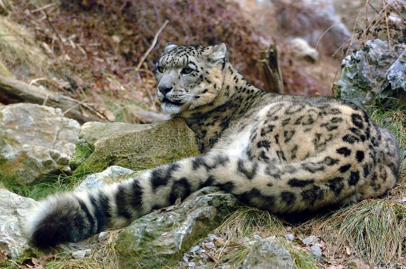 Snow Leopard lying on ground by the stones. Snow Leopard lying on ground by the stones