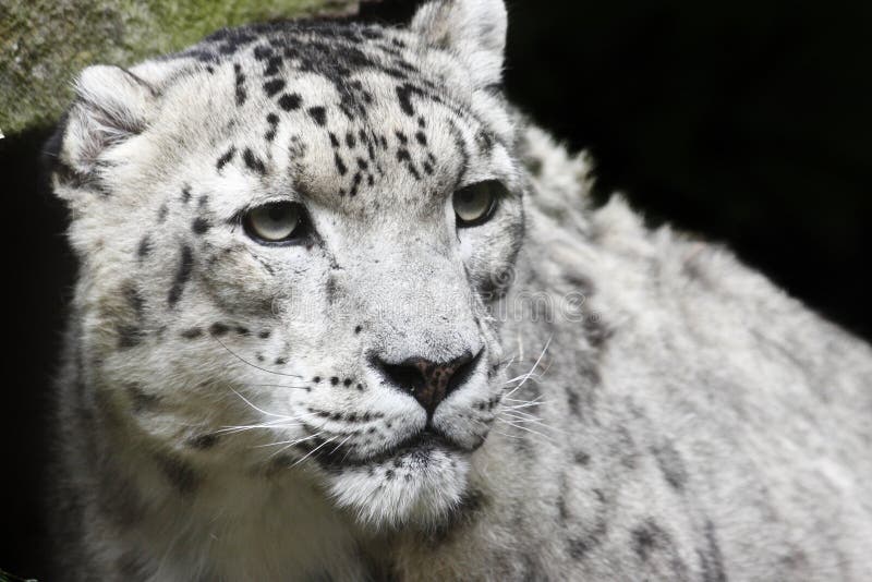 A beautiful Snow Leopard portrait. A beautiful Snow Leopard portrait.