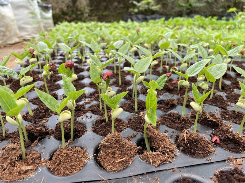 Saplings are young trees that are more mature than a seedling but is not yet seed-producing. They can be produced through seed, vegetatively through cutting. Saplings are young trees that are more mature than a seedling but is not yet seed-producing. They can be produced through seed, vegetatively through cutting