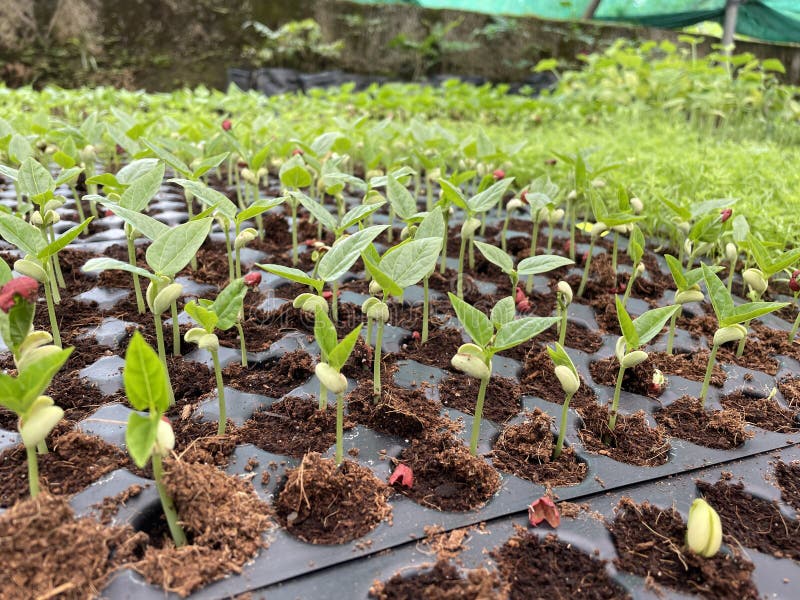 Saplings are young trees that are more mature than a seedling but is not yet seed-producing. They can be produced through seed, vegetatively through cutting. Saplings are young trees that are more mature than a seedling but is not yet seed-producing. They can be produced through seed, vegetatively through cutting