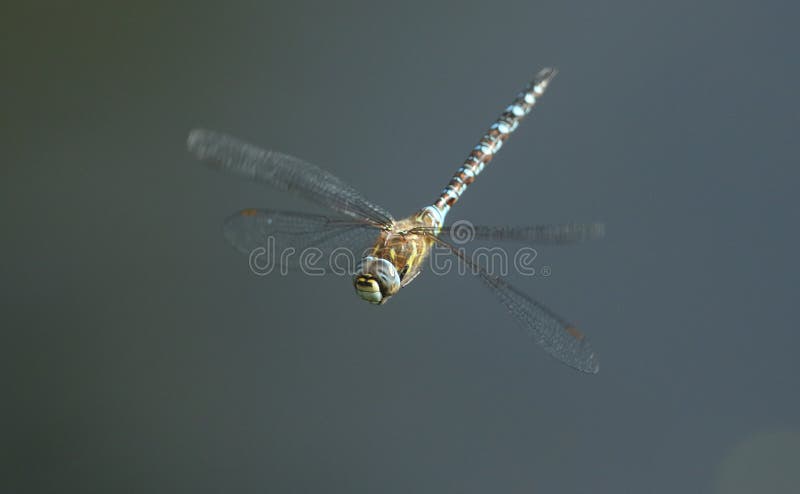 Сногсшибательное мигрирующее mixta Aeshna Dragonfly лоточницы летая над озером в Великобритании стоковое фото rf Сногсшибательное мигрирующее mixta Aeshna Dragonfly лоточницы летая над озером в Великобритании стоковое фото rf