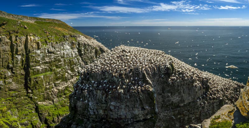 Northern gannet Morus bassanus, resting on Bird rock, Cape St. Mary`s Ecological Reserve, located near Cape St. Mary`s on the Cape Shore, on the southwestern Avalon Peninsula of NL. Northern gannet Morus bassanus, resting on Bird rock, Cape St. Mary`s Ecological Reserve, located near Cape St. Mary`s on the Cape Shore, on the southwestern Avalon Peninsula of NL