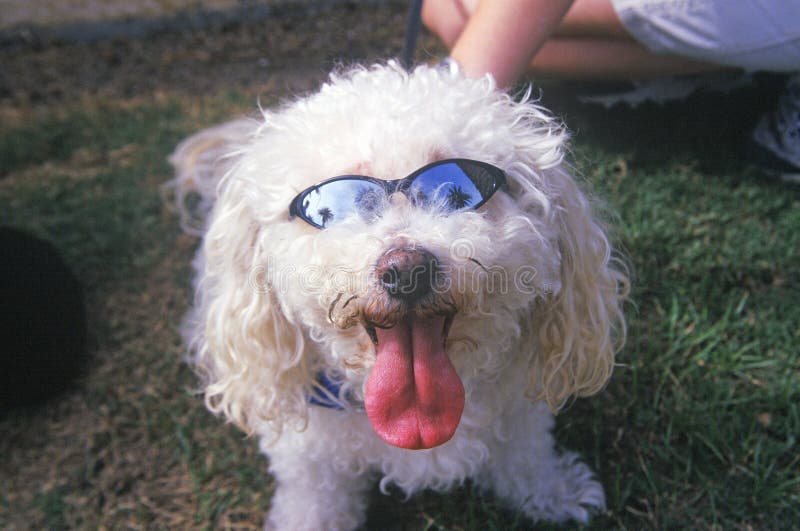 Солнечные очки на параде Doo Dah, Пасадина Cockapoo нося, Калифорния
