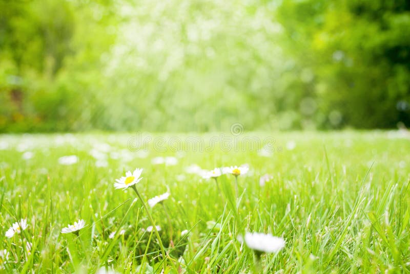 Солнечный луг травы весны с цветками маргаритки Стоковое Фото ...