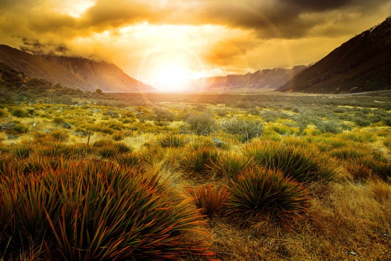 Sun rising behind grass field in open country of new zealand scenery use as beautiful natural background. Sun rising behind grass field in open country of new zealand scenery use as beautiful natural background