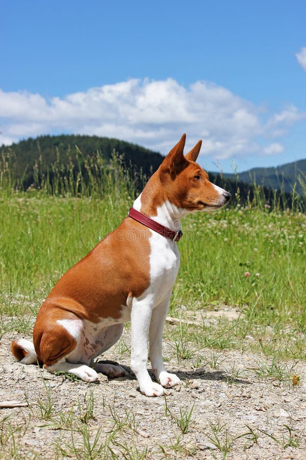 Собака Basenji в горах в природе Чистоплеменный шикарный красный цвет делает стоковые изображения rf Собака Basenji в горах в природе Чистоплеменный шикарный красный цвет делает стоковые изображения rf