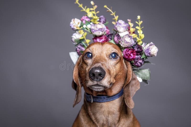 Собака Dachsund коричневая в кроне цветков стоковые фотографии rf Собака Dachsund коричневая в кроне цветков стоковые фотографии rf