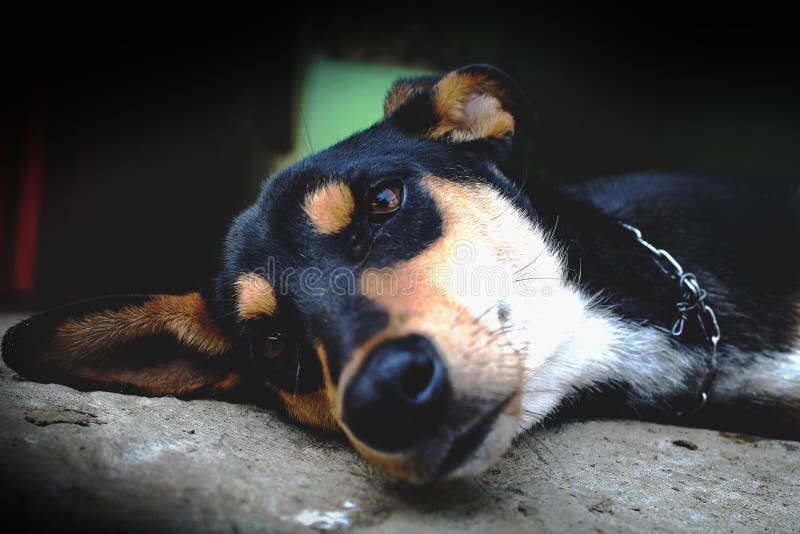 This image is of a dog taking rest after his tiring routine to run after monkeys. Breed is Dobermann. This image is of a dog taking rest after his tiring routine to run after monkeys. Breed is Dobermann.