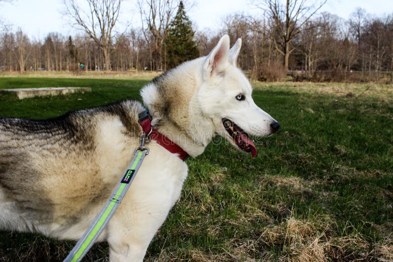 Собака Leashed молодая осиплая стоя в зеленом луге стоковая фотография rf Собака Leashed молодая осиплая стоя в зеленом луге стоковая фотография rf