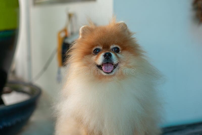 Собака Pomeranian портрета милая смотря камеру с языком o стоковое фото rf Собака Pomeranian портрета милая смотря камеру с языком o стоковое фото rf