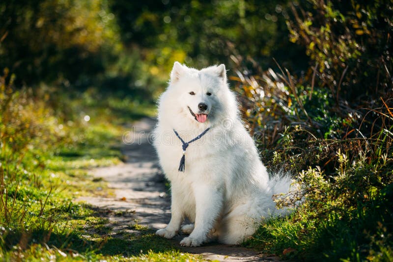 Собака Samoyed очень смешного счастливого смешного симпатичного любимчика белая внешняя в s стоковое изображение Собака Samoyed очень смешного счастливого смешного симпатичного любимчика белая внешняя в s стоковое изображение