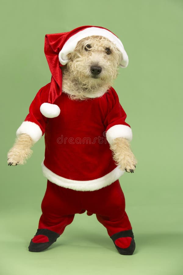 собака santa costume малый стоковое фото собака santa costume малый стоковое фото