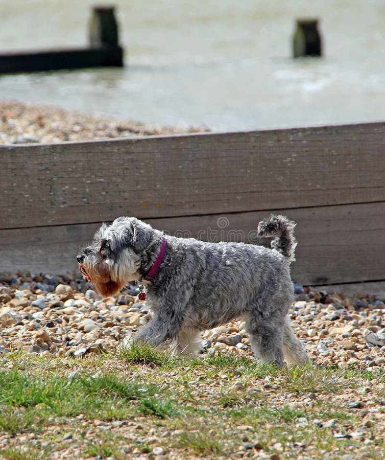 Собака Schnauzer на пляже стоковое изображение Собака Schnauzer на пляже стоковое изображение
