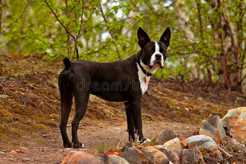 Собака terrier Бостон стоковое изображение Собака terrier Бостон стоковое изображение