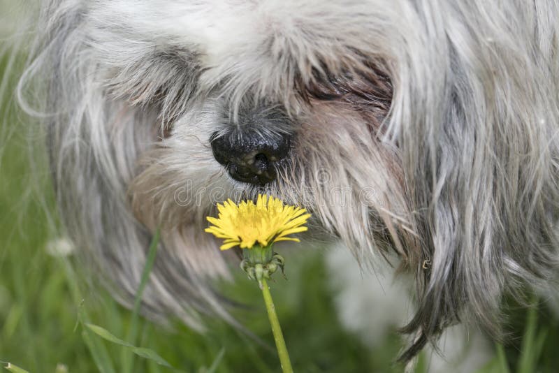 Собака tzu Shih пахнуть цветком, стоковое фото rf Собака tzu Shih пахнуть цветком, стоковое фото rf