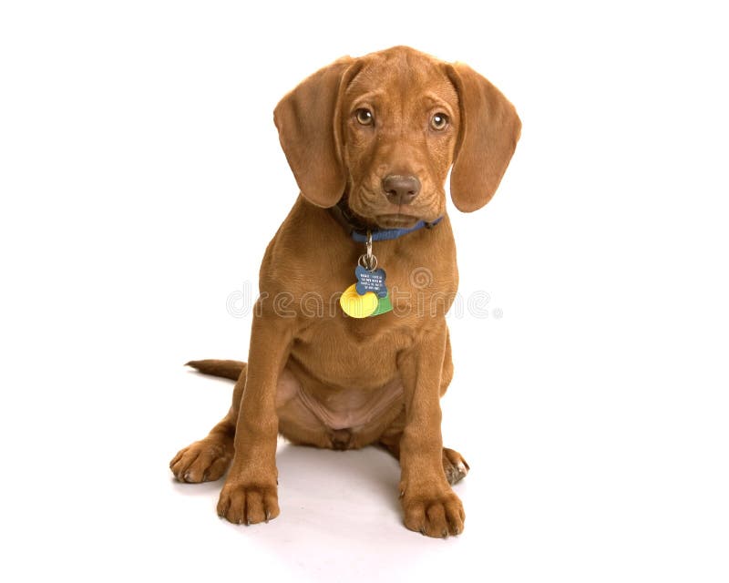 собака wrigley собака wrigley