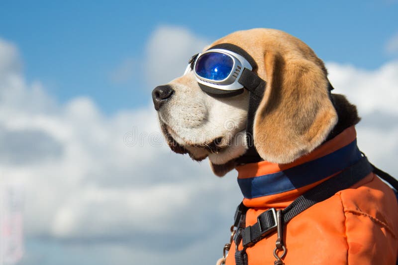 Beagle dog wearing blue flying glasses or goggels, sitting in a bicycle basket on a sunny day. Beagle dog wearing blue flying glasses or goggels, sitting in a bicycle basket on a sunny day