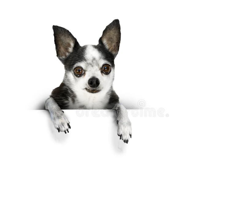 A chihuahua dog with big eyes and a sad face leans over a white banner. A chihuahua dog with big eyes and a sad face leans over a white banner.