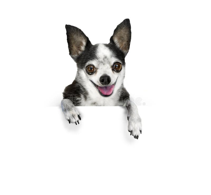 A chihuahua dog with big eyes and a smiling face leans over a white banner. A chihuahua dog with big eyes and a smiling face leans over a white banner.