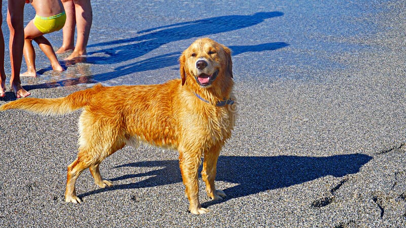 Собака золотого Retriever играя в Средиземном море Счастливый щенок наслаждаясь игрой с его предпринимателем Дружелюбный запас со стоковая фотография rf Собака золотого Retriever играя в Средиземном море Счастливый щенок наслаждаясь игрой с его предпринимателем Дружелюбный запас со стоковая фотография rf